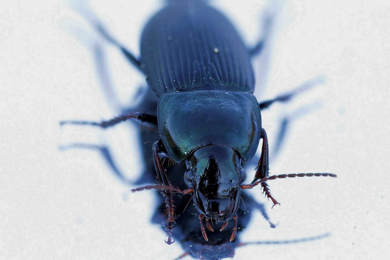 Helops  sp. (Tenebrionidae) ? no, Harpalus dimidiatus (Carabidae)